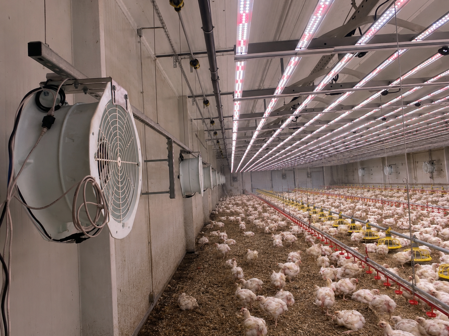 Geflügelstall mit Wandventilatoren für gleichmässige Luftbewegung über den ganzen Stall.